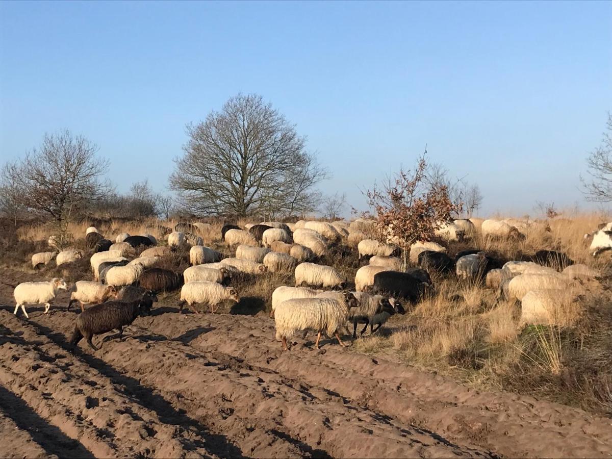 Ferienwohnung Het Grote Paard Havelte Exterior foto