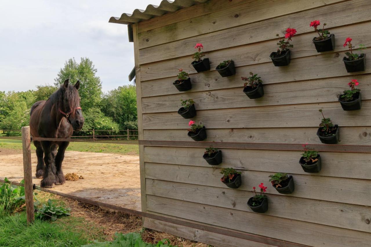 Ferienwohnung Het Grote Paard Havelte Exterior foto